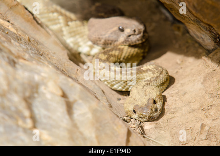 Schwarz-angebundene (Crotalus Ornatus) und Western Diamond-backed (Crotalus Atrox) Klapperschlangen in einer Höhle, Valencia co., NM auslegen. Stockfoto