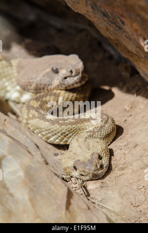 Schwarz-angebundene (Crotalus Ornatus) und Western Diamond-backed (Crotalus Atrox) Klapperschlangen in einer Höhle, Valencia co., NM auslegen. Stockfoto