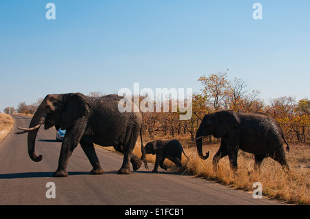 Afrikanische Elefanten (Loxodonta Africana) auf die H9, Krüger Nationalpark, Südafrika Stockfoto