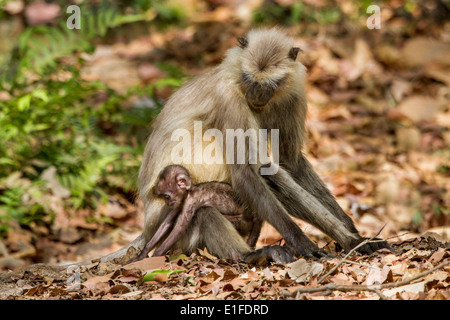 Languren-Affen-Mutter und junges Baby, Bandhavgarh National Park, Madhya Pradesh, Indien, Asien Stockfoto