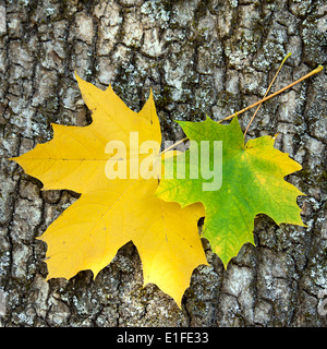 Zwei Ahornblätter auf hölzernen Hintergrund Stockfoto