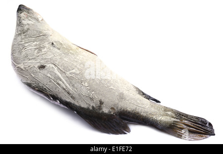 Gefrorene Barramundi oder Koral Fisch von Südost-Asien Stockfoto