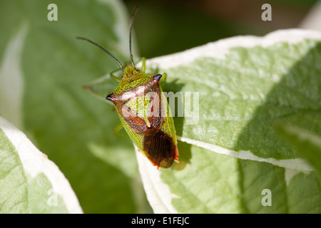 Weißdorn Shieldbug Acanthosoma haemorrhoidale Stockfoto