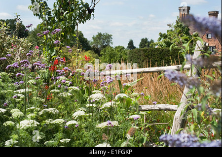 Verbena bonariensis in den Gärten durch den Gärtner Christopher Lloyd im Great Dixter in Ewhurst, East Sussex, UK erstellt. Stockfoto