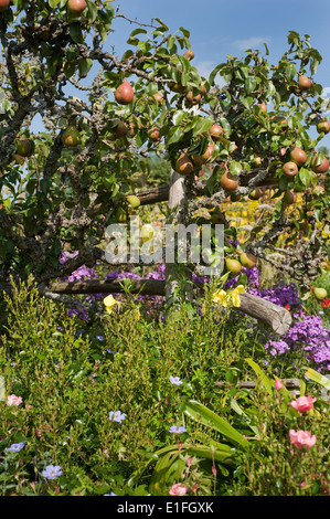 Birnenbäume in den Gärten, erstellt von der Gärtner Christopher Lloyd am Great Dixter in Northiam, East Sussex, England, UK. Stockfoto