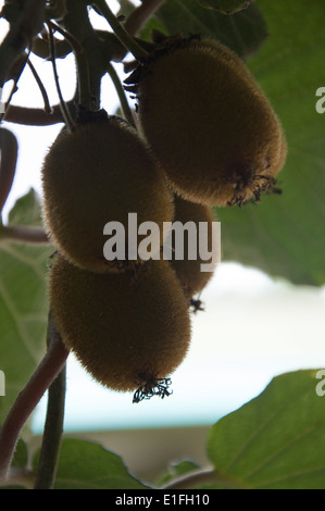 Kiwifrucht wächst in Neuseeland Stockfoto