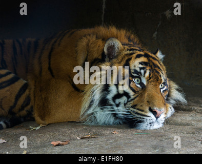 Tiger auf dem Boden in einem zoo Stockfoto