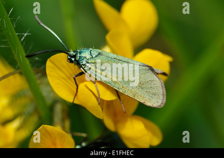 Cistus Forester Moth - Adscita Geryon weiblich auf Vogel's – Foot Trefoil - Lotus Corniculatus Stockfoto