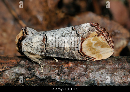 Buff-Tip Moth - Phalera Bucephala auf Ast Stockfoto