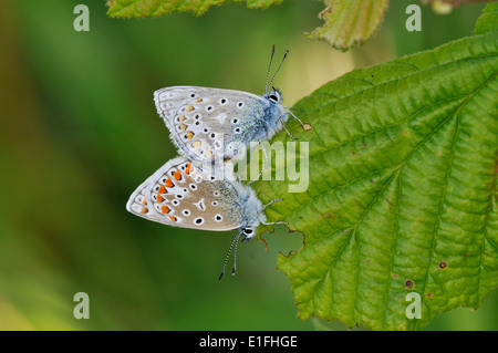 Gemeinsamen blau (Polyommatus Icarus). Paarung paar. Stockfoto