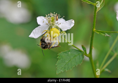 Krabbenspinne (Misumena Vatia). Ein Hinterhalt Raubtier, Verlegung in warten auf eine Brombeere Blume, diesein hat eine Biene gefangen. Stockfoto