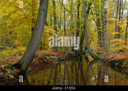 Bäume spiegeln sich in einem Kanal in einem Wald in Herbstfarben Stockfoto