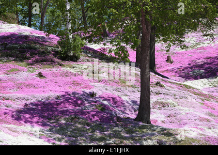 Higashimokoto Moss Rosa Park ひがしもこと芝桜公園 Stockfoto