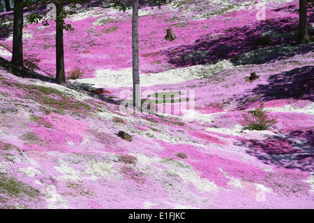 Higashimokoto Moss Rosa Park ひがしもこと芝桜公園 Stockfoto