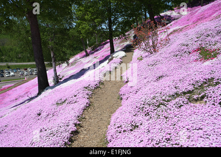 Higashimokoto Moss Rosa Park ひがしもこと芝桜公園 Stockfoto