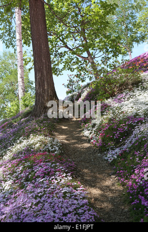 Higashimokoto Moss Rosa Park ひがしもこと芝桜公園 Stockfoto