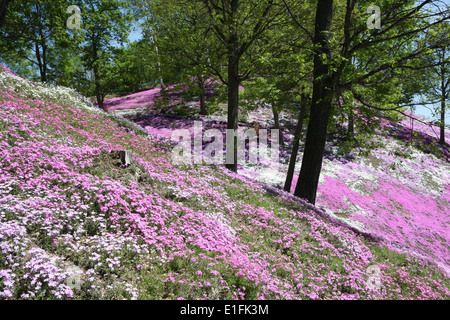 Higashimokoto Moss Rosa Park ひがしもこと芝桜公園 Stockfoto