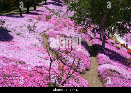 Higashimokoto Moss Rosa Park ひがしもこと芝桜公園 Stockfoto