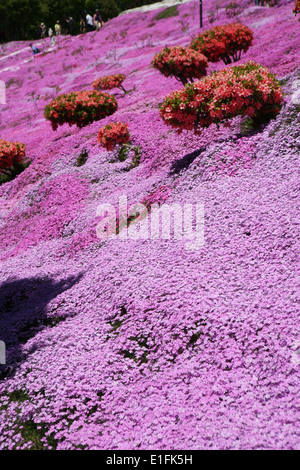 Higashimokoto Moss Rosa Park ひがしもこと芝桜公園 Stockfoto