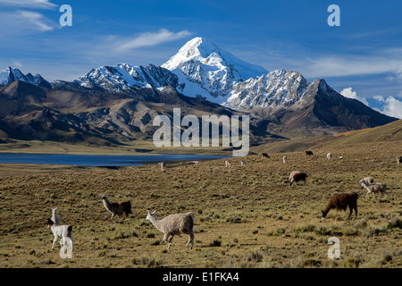 Packung mit Lamas und Huayna Potosi Mountain (6088mts). Cordillera Real. Bolivien Stockfoto