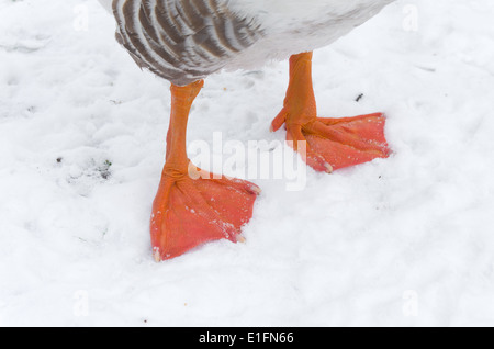 paar Gans Füße im Schnee Stockfoto