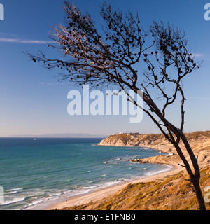 Trockene Kiefer an der Küste von Gibraltar strait, Marokko Stockfoto