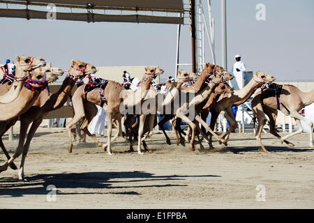 Kamelrennen auf Al Shahaniya Rennstrecke, 20km außerhalb von Doha, Qatar, Nahost Stockfoto