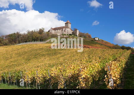 Burg Lichtenberg Burg und Weinberge im Herbst, Oberstenfeld, Kreis Ludwigsburg, Baden-Württemberg, Deutschland, Europa Stockfoto