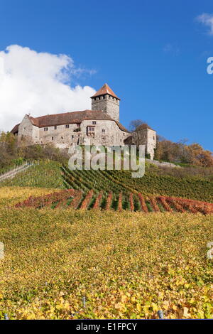 Burg Lichtenberg Castle, Weinberge im Herbst, Oberstenfeld, Kreis Ludwigsburg, Baden-Württemberg, Deutschland, Europa Stockfoto