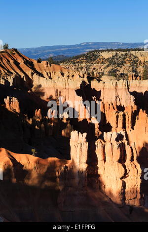 Hoodoos und einsame Kiefer auf einem Bergrücken von beleuchtet am späten Nachmittag Sonne, Blick zum Sunrise Point, Bryce-Canyon-Nationalpark, Utah, USA Stockfoto