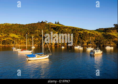 Kleine Segelboote in der Matiata Bucht auf Waiheke Island, Hauraki Gulf, Nordinsel, Neuseeland, Pazifik Stockfoto