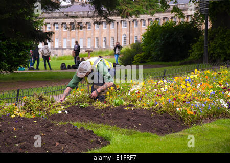 Bath, Somerset, UK.  Ein Rat-Mitarbeiter arbeitet auf Blumenbeete im Royal Victoria Park in der Stadt, während Rat Häuptlinge in Bad schauen, um zu sehen, wenn Geld gespart werden kann, durch die Zusammenlegung einige Dienste mit denen von einer benachbarten Behörde geführt. Räte im Bad Stimmen nächste Woche über ob, engere Beziehungen mit North Somerset Council zu erkunden. Stockfoto