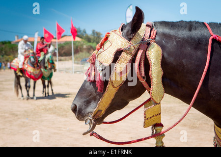 Detail der traditionell eingerichteten arabischen Barb Pferde erklingt in eine Fantasie in der Nähe von Rabat in Marokko. Stockfoto
