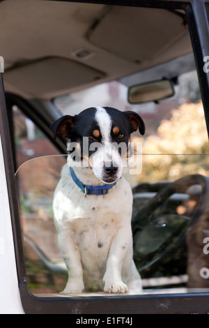 Ein Jack Russell Terrier, Blick durch das Fenster eines Themse Wasser Transit van Stockfoto