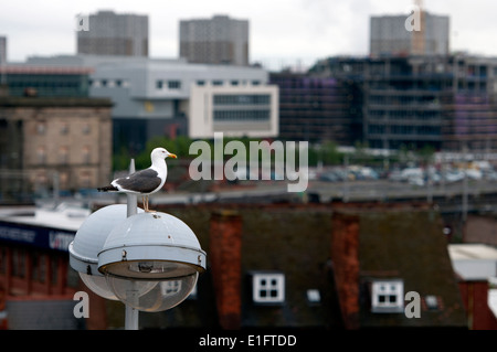 Geringerem Black-backed Gull, Stadtzentrum von Birmingham, UK Stockfoto