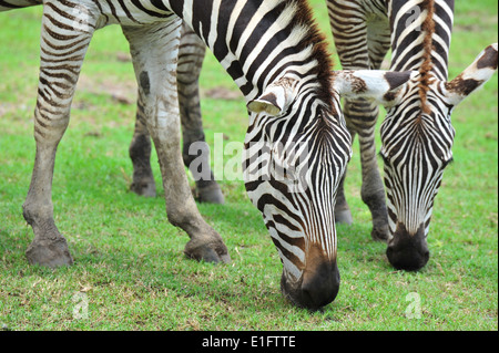 Zebra Essen grass Stockfoto
