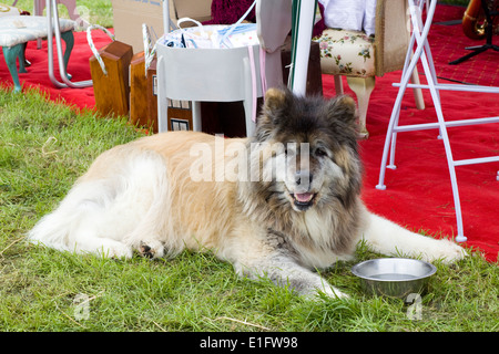 Husky Chow Mix Hund Verlegung mit seinem Wassernapf bei einer Show in England Stockfoto