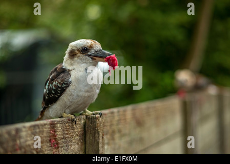 Kookaburra-Vogel Stockfoto