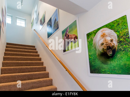 Büro-Treppe dekoriert mit bildender Kunst Gicleé Fotoabzüge Stockfoto