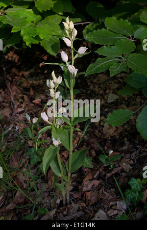 White Helleborine Cephalanthera Damasonium Blüte in Buche Wald Stockfoto