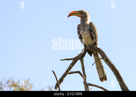 Gekröntes Hornbill thront auf einem Baum im Sabi Sands Game Reserve, Krüger Nationalpark, Südafrika. Stockfoto