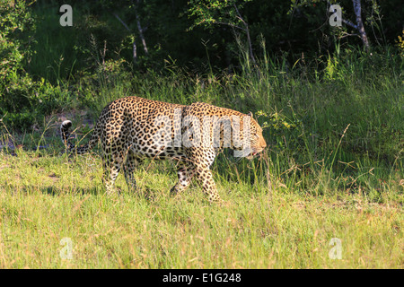 Einem männlichen Leoparden zu Fuß durch Gras- und Pinsel im Sabi Sands Game Reserve, Krüger Nationalpark, Südafrika. Stockfoto