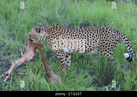 Eine männliche Geparden Fütterung auf eine Impala Kadaver im Sabi Sands Game Reserve, Krüger Nationalpark, Südafrika. Stockfoto