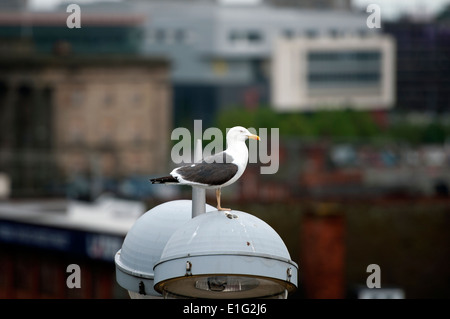 Geringerem Black-backed Gull, Stadtzentrum von Birmingham, UK Stockfoto