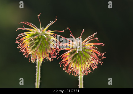 hinterleuchtete Seedhead gemeinsamen Unkraut Herb Bennet dessen Haken Grate gekippt sind wie Klette die Erfindung der Klettverschluss inspiriert Stockfoto