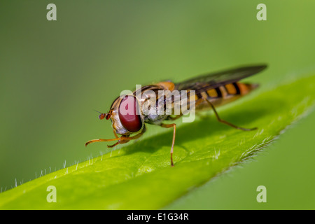 Marmelade Hoverfly Stockfoto