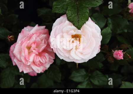 Beautifu weiß und rosa Rose Blume mit Wassertropfen Stockfoto