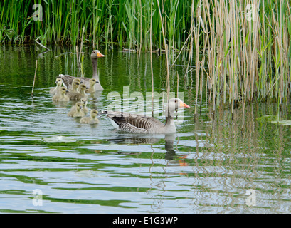 Graugänse (Anser Anser) und Küken auf dem Fluss Great Ouse, Cambridgeshire, Großbritannien Stockfoto