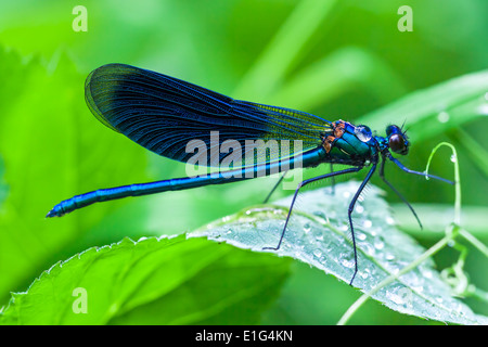 die blaue Libelle sitzt auf einer Wiese auf einer Wiese Stockfoto