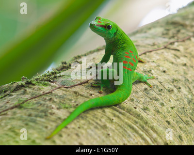 Grün-Madagaskar-Taggecko (Phelsuma Madagascariensis) Stockfoto